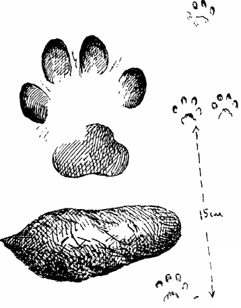 Спутник следопыта - _22.png