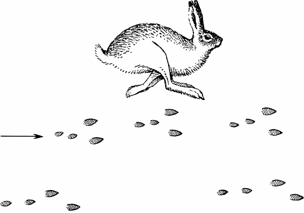 Спутник следопыта - _31.png