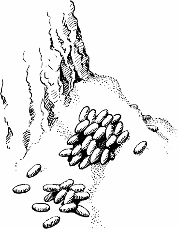 Спутник следопыта - _61.png