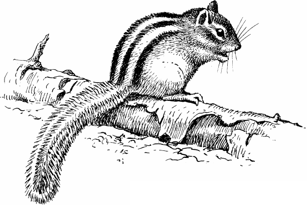 Спутник следопыта - _63.png