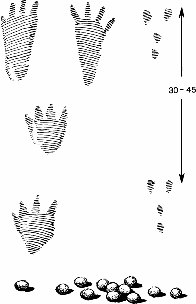 Спутник следопыта - _67.png