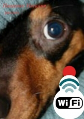 Wi-Fi - автор Пащенко Наталия 