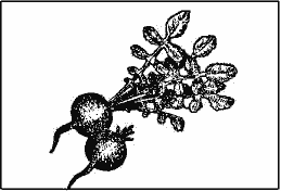 Зеленая грядка - i_007.png