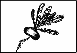 Зеленая грядка - i_008.png