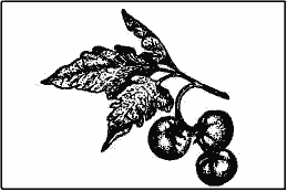 Зеленая грядка - i_010.png