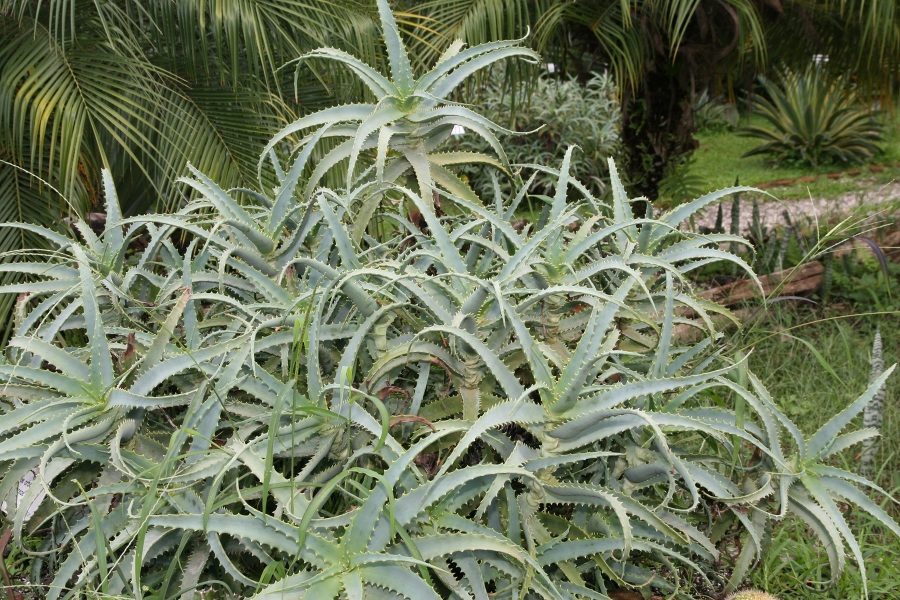 Цветочные истории. Алоэ - _0.jpg