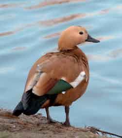 Охотничьи животные Ленинградской области - i_031.jpg