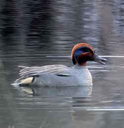 Охотничьи животные Ленинградской области - i_040.jpg