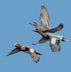 Охотничьи животные Ленинградской области - i_047.jpg