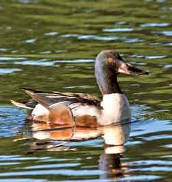 Охотничьи животные Ленинградской области - i_053.jpg