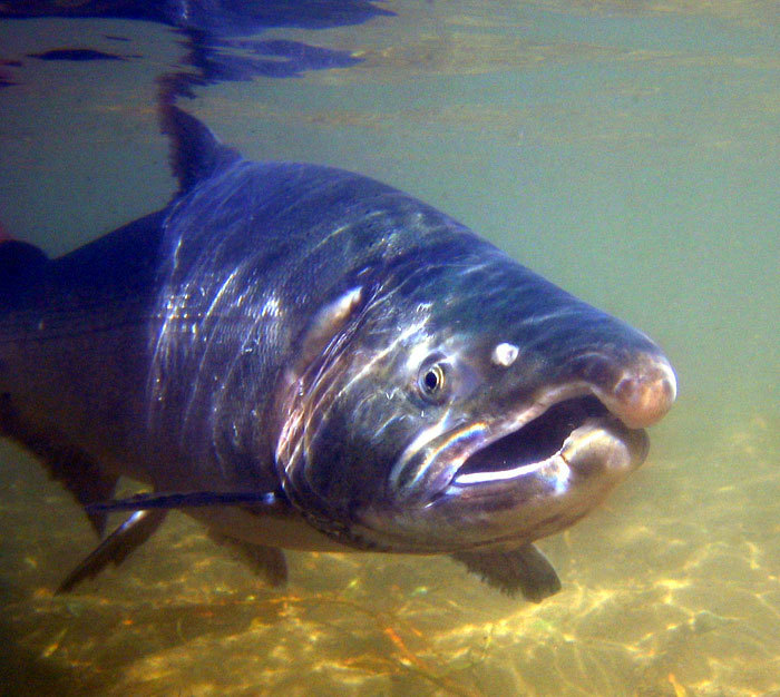 Этот неведомый подводный мир часть 3 - _11.jpg