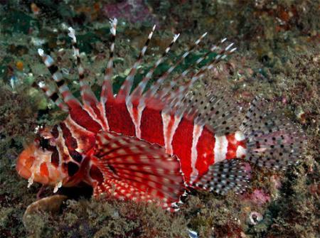 Этот неведомый подводный мир часть 3 - _26.jpg