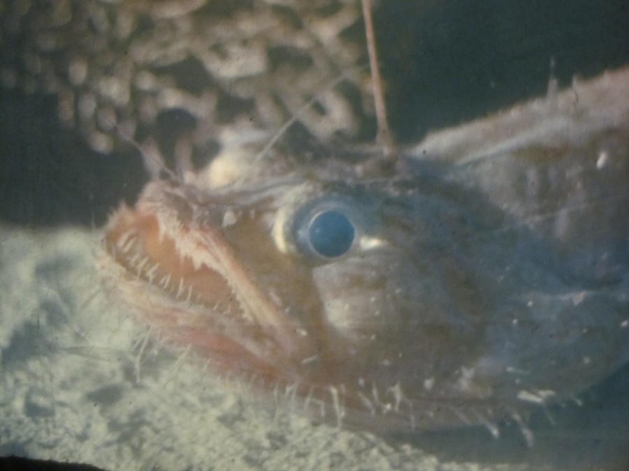 Этот неведомый подводный мир часть 3 - _0.jpg