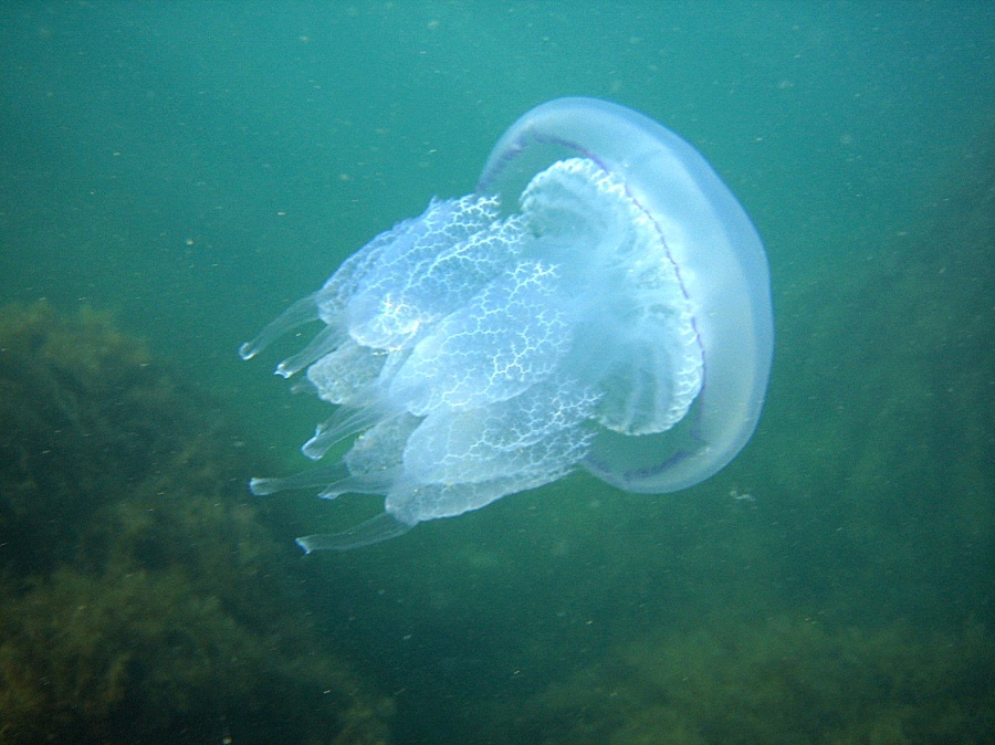 Этот неведомый подводный мир часть 4 - _32.jpg