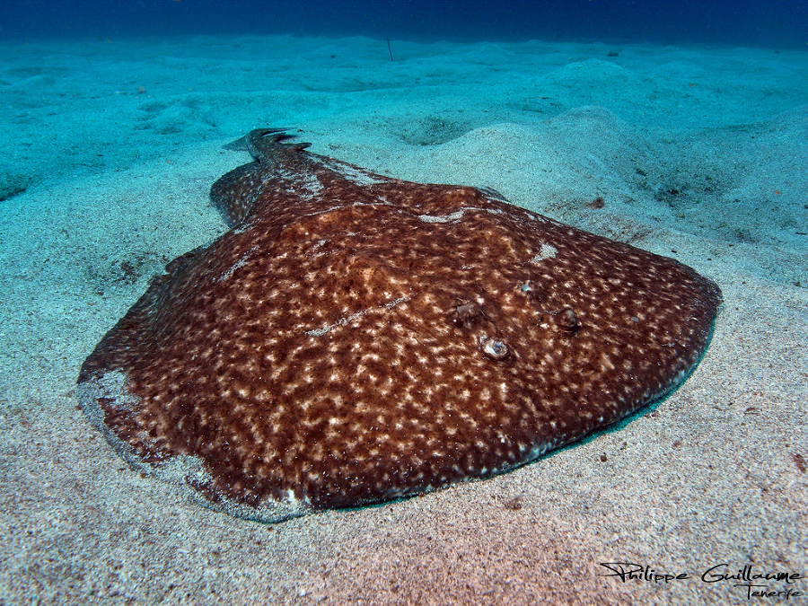 Этот неведомый подводный мир часть 4 - _6.jpg