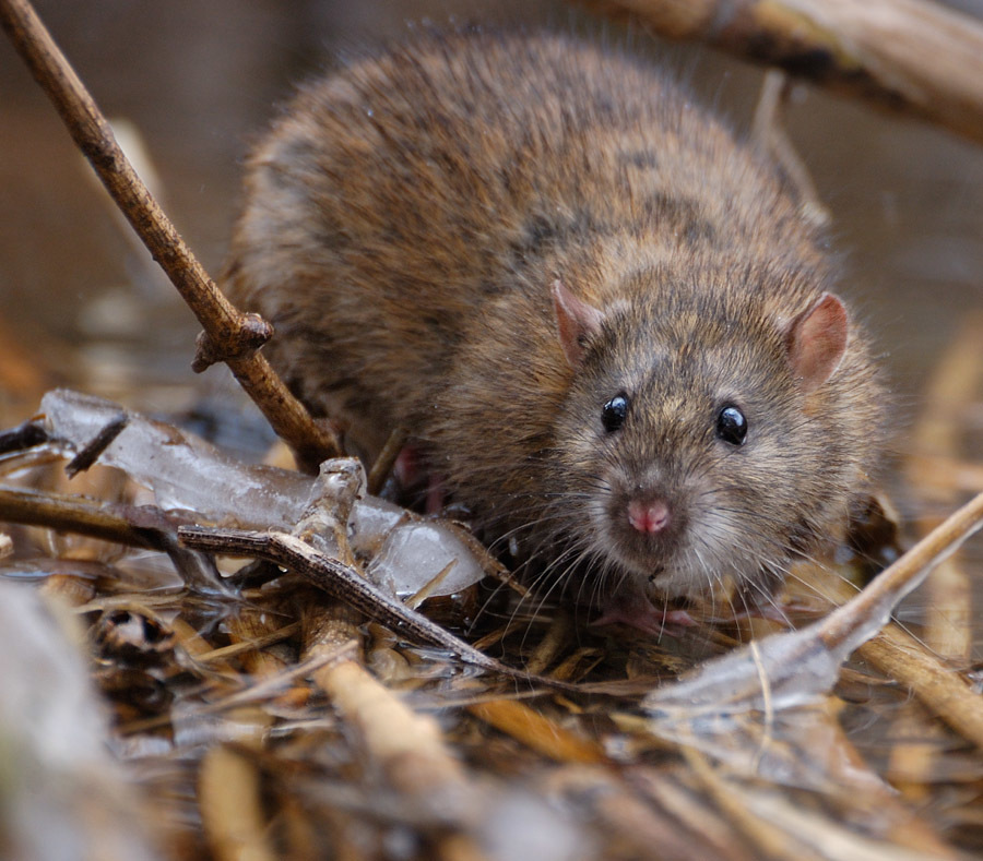 Этот неведомый подводный мир часть 4 - _16.jpg