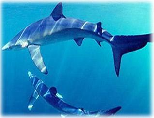 Этот неведомый подводный мир часть 1 - _1.jpg