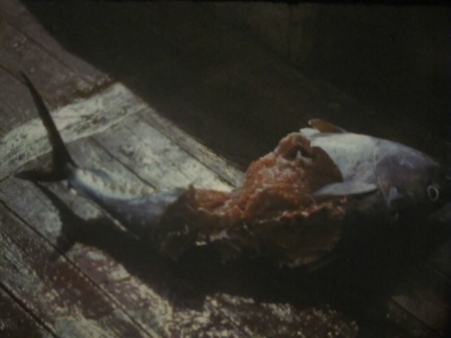 Этот неведомый подводный мир часть 1 - _16.jpg