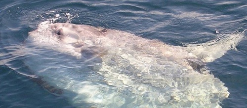 Этот неведомый подводный мир часть 1 - _58.jpg