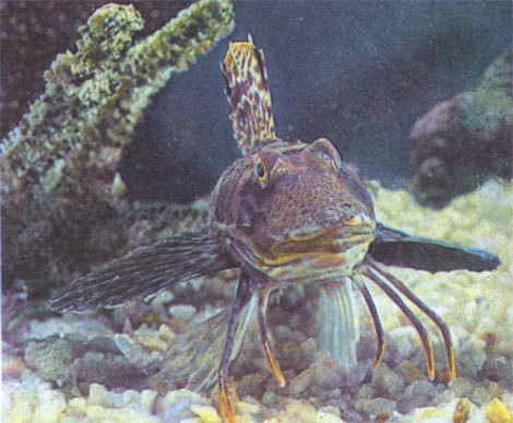 Этот неведомый подводный мир часть 2 - _69.jpg