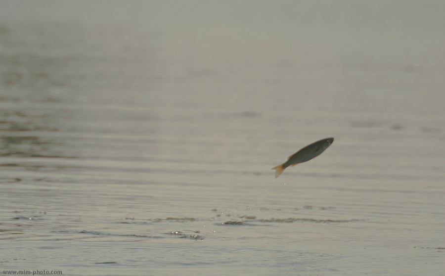 Этот неведомый подводный мир часть 2 - _64.jpg