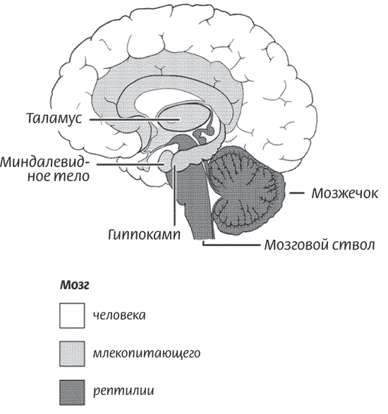 Мозг всемогущий. Путеводитель по самому незаменимому органу нашего тела - i_001.png