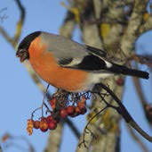 Тихая поступь рыси (сборник) - _05.jpg