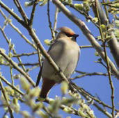 Тихая поступь рыси (сборник) - _12.jpg