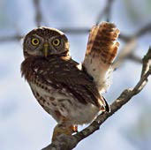 Тихая поступь рыси (сборник) - _17.jpg