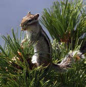 Тихая поступь рыси (сборник) - _21.jpg