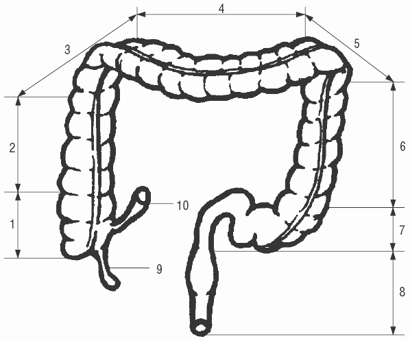 Эффективное лечение и профилактика желудочно-кишечных заболеваний - i_001.png