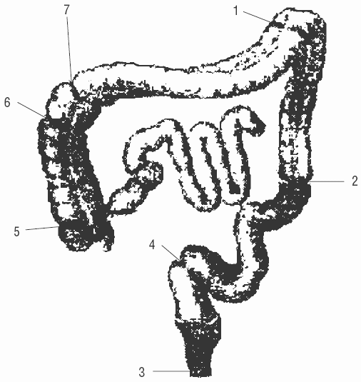 Эффективное лечение и профилактика желудочно-кишечных заболеваний - i_002.png
