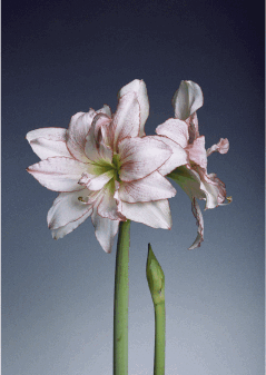 Гиппеаструм и его родня - i_003.png