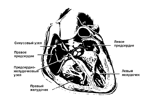 Лечение болезней нервной системы биологически активными добавками к пище (БАД) - i_011.png