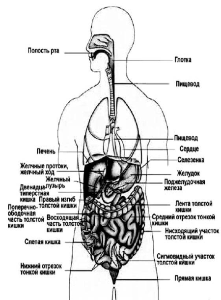 Болезни пищевода, желудка и кишечника - i_001.png