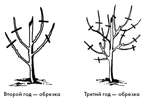 Секреты фруктового сада. Урожай на зависть соседям - i_034.png