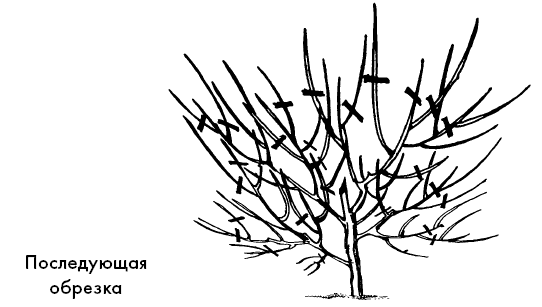 Секреты фруктового сада. Урожай на зависть соседям - i_035.png