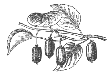 Секреты фруктового сада. Урожай на зависть соседям - i_049.png