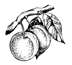 Секреты фруктового сада. Урожай на зависть соседям - i_051.png