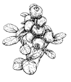 Секреты фруктового сада. Урожай на зависть соседям - i_053.png