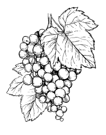 Секреты фруктового сада. Урожай на зависть соседям - i_054.png