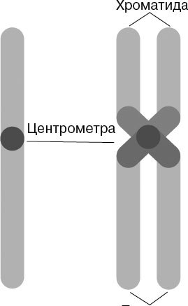 Анатомия на пальцах. Для детей и родителей, которые хотят объяснять детям - _12.jpg