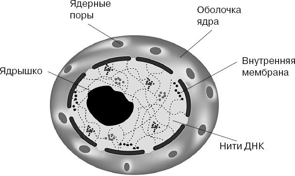 Анатомия на пальцах. Для детей и родителей, которые хотят объяснять детям - _2.jpg