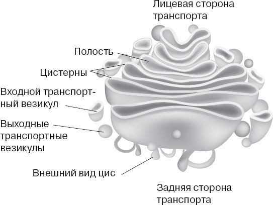 Анатомия на пальцах. Для детей и родителей, которые хотят объяснять детям - _5.jpg