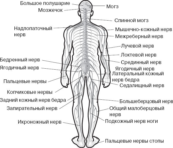 Анатомия на пальцах. Для детей и родителей, которые хотят объяснять детям - _31.jpg