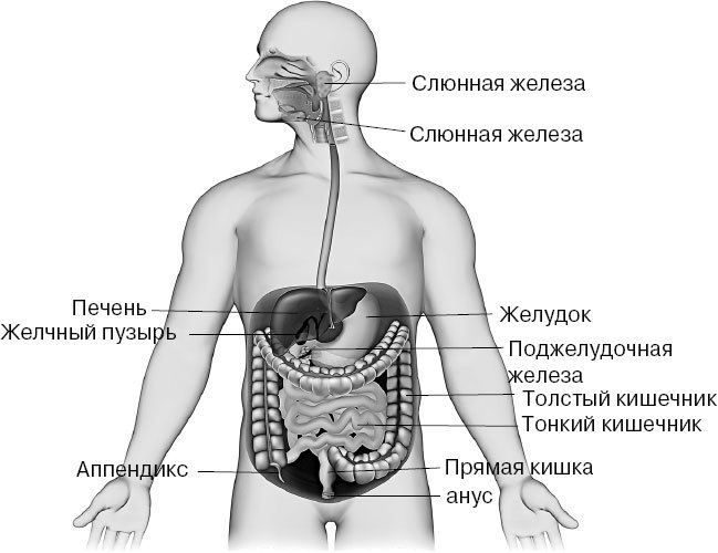 Анатомия на пальцах. Для детей и родителей, которые хотят объяснять детям - _33.jpg