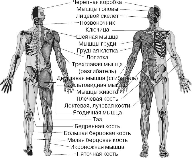 Анатомия на пальцах. Для детей и родителей, которые хотят объяснять детям - _37.jpg