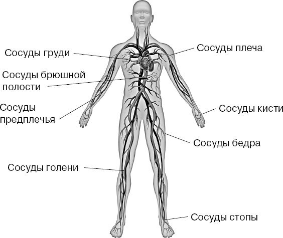 Анатомия на пальцах. Для детей и родителей, которые хотят объяснять детям - _38.jpg