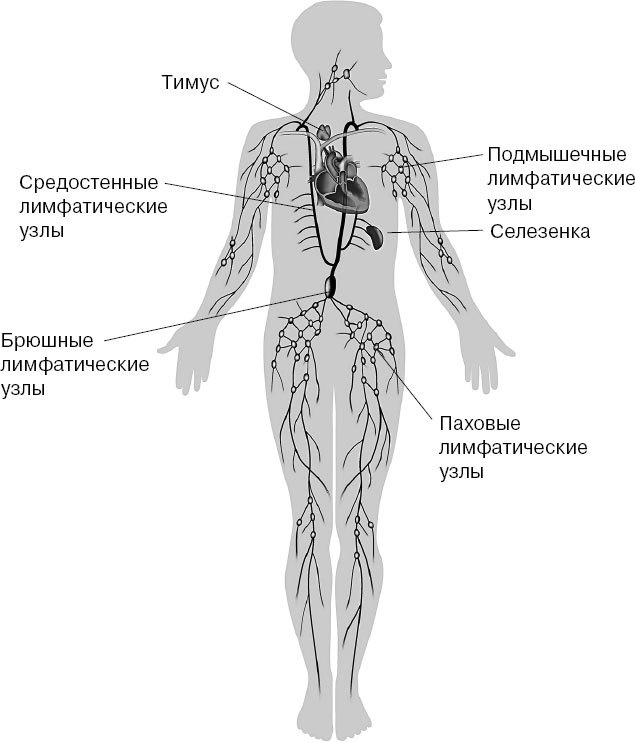 Анатомия на пальцах. Для детей и родителей, которые хотят объяснять детям - _39.jpg