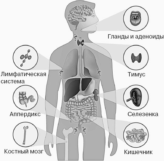 Анатомия на пальцах. Для детей и родителей, которые хотят объяснять детям - _40.jpg